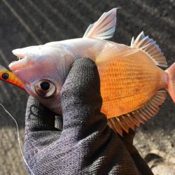 80cmオーバーのスズキ